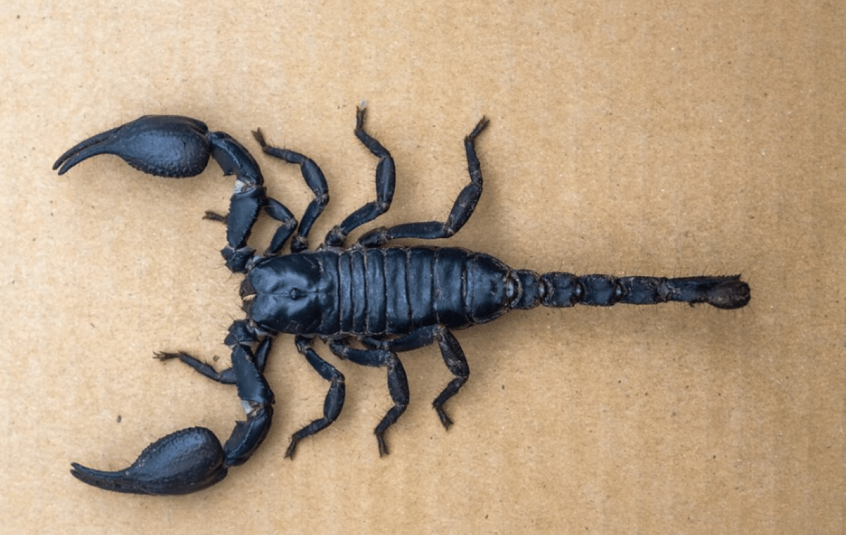 Escorpião preto sobre superfície de papelão, visto de cima em detalhe.