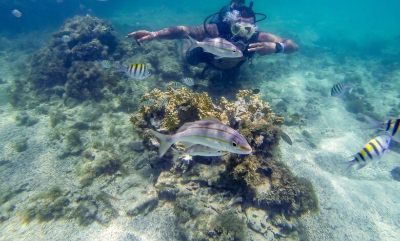 Mergulhador explorando a vida marinha na Costa dos Corais, Maceió, com peixes coloridos e corais ao fundo