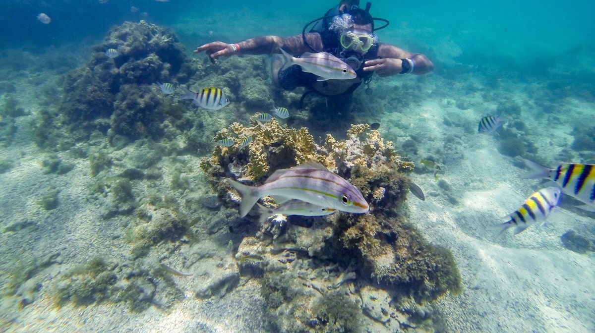 Mergulhador explorando a vida marinha na Costa dos Corais, Maceió, com peixes coloridos e corais ao fundo