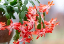 Flor-de-maio com flores vibrantes em tons de laranja e verde, perfeita para decoração e cuidados com plantas