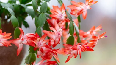 Flor-de-maio com flores vibrantes em tons de laranja e verde, perfeita para decoração e cuidados com plantas