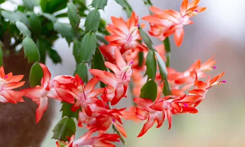 Flor-de-maio com flores vibrantes em tons de laranja e verde, perfeita para decoração e cuidados com plantas