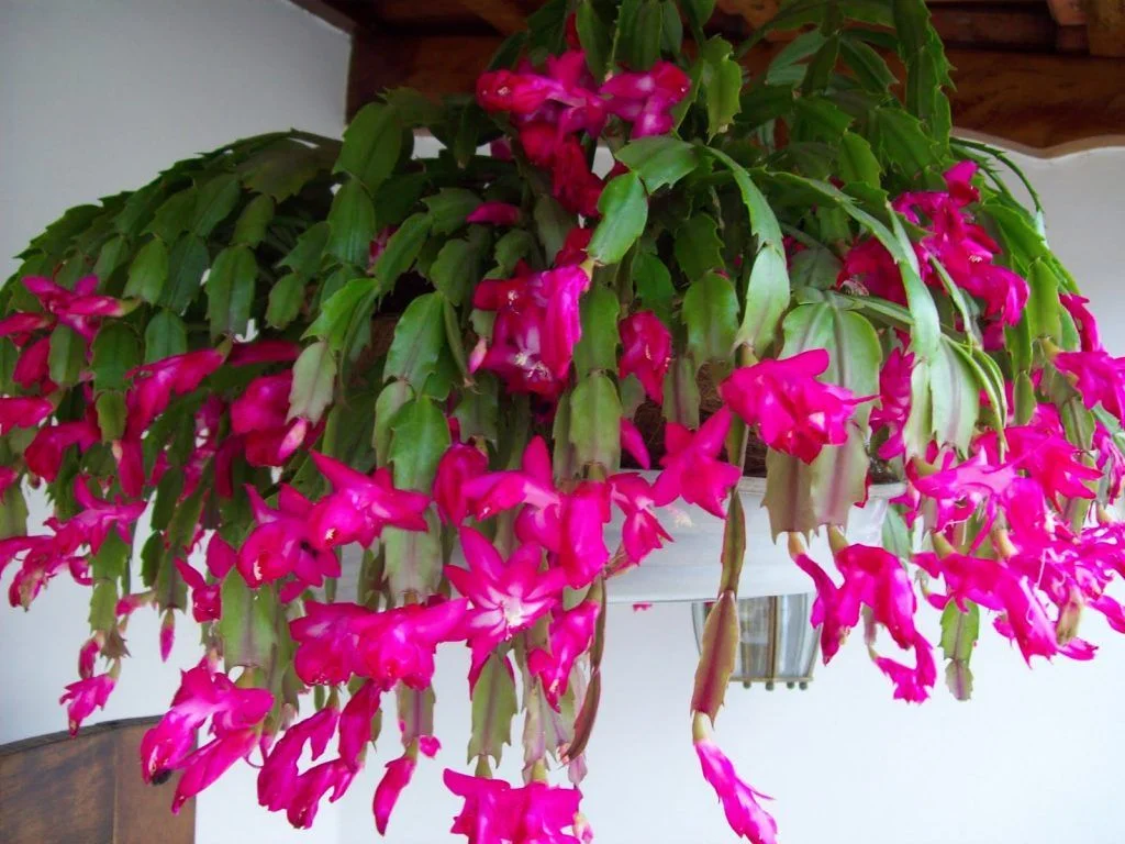 Flor-de-maio em plena floração com flores rosas exuberantes pendendo suavemente, trazendo beleza e cor ao ambiente