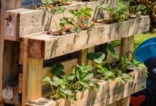 Horta caseira feita com paletes de madeira, cultivando morangos