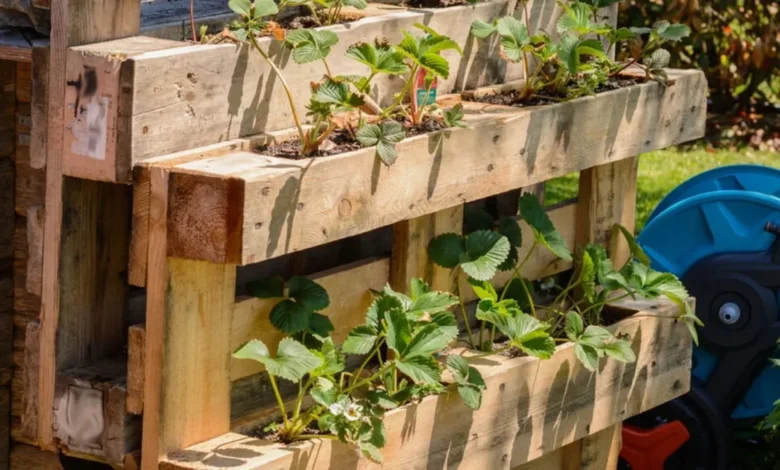 Horta caseira feita com paletes de madeira, cultivando morangos