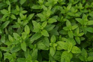 Folhas frescas de hortelã vistas de perto em um jardim, com tonalidades vibrantes de verde.