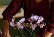 Pessoa sorrindo enquanto cuida de uma orquídea lilás em um ambiente interno