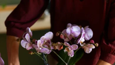 Pessoa sorrindo enquanto cuida de uma orquídea lilás em um ambiente interno