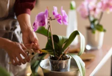 Pessoa cuidando de uma orquídea em vaso transparente, cortando folha amarelada para manter a saúde da planta
