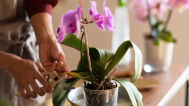 Pessoa cuidando de uma orquídea em vaso transparente, cortando folha amarelada para manter a saúde da planta