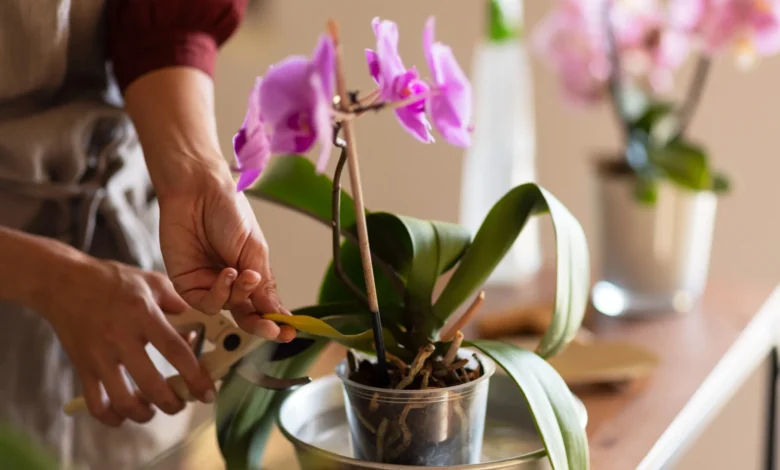 Pessoa cuidando de uma orquídea em vaso transparente, cortando folha amarelada para manter a saúde da planta