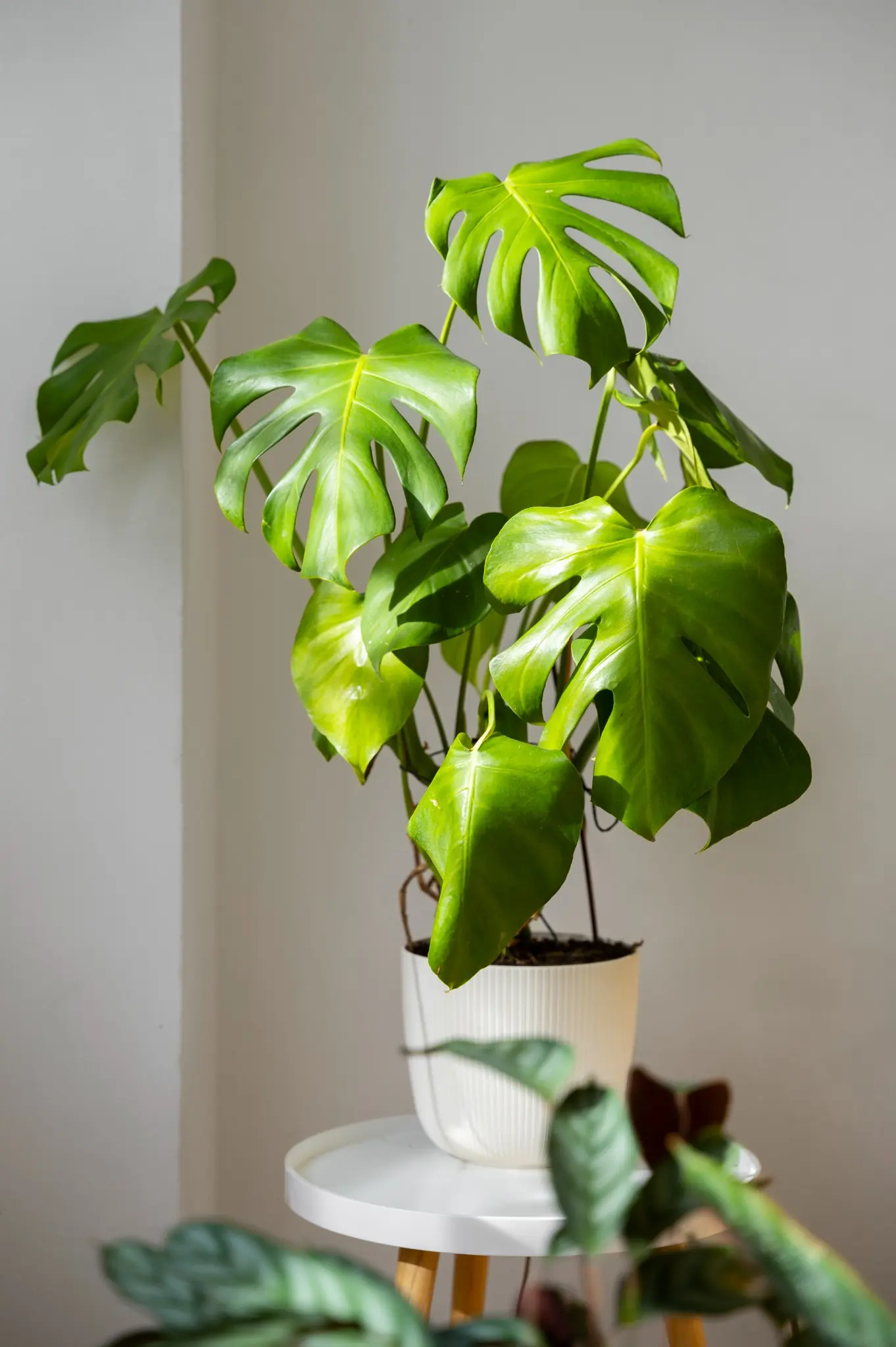 Planta costela de Adão decorando ambiente interno com estilo minimalista