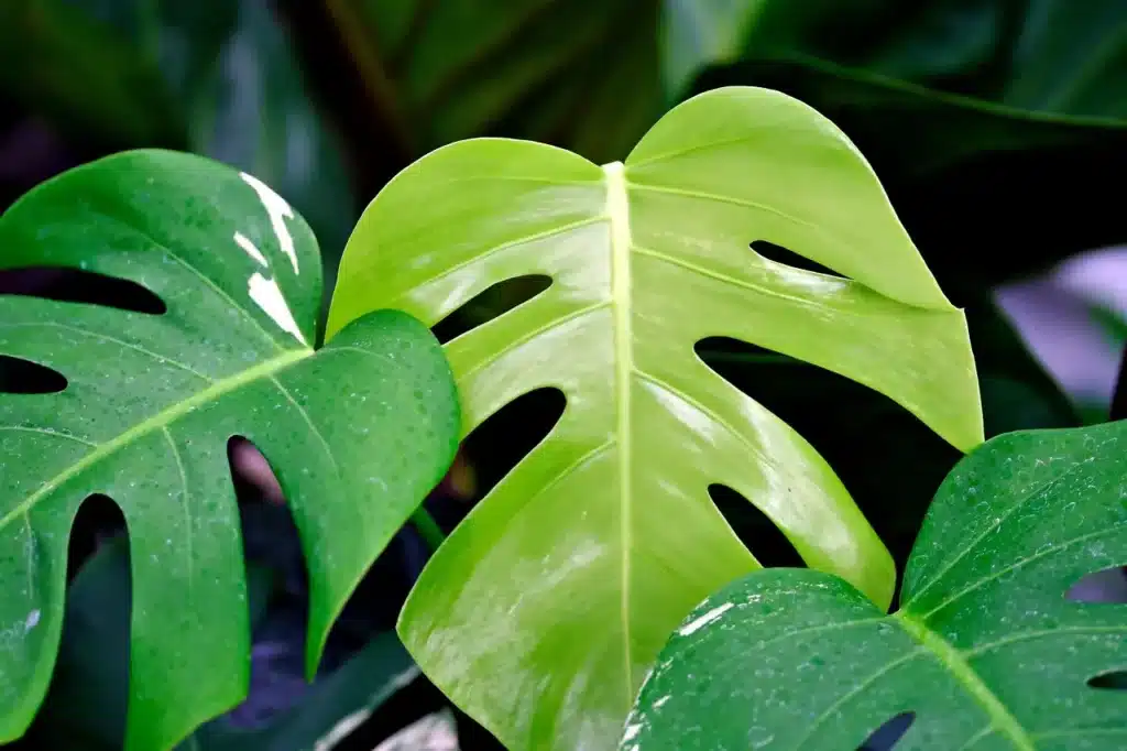 Folha da planta costela de Adão em destaque com tons vibrantes de verde