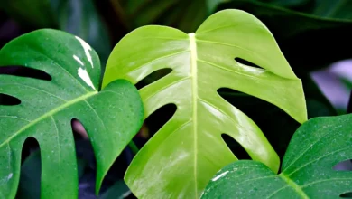 Folha da planta costela de Adão em destaque com tons vibrantes de verde