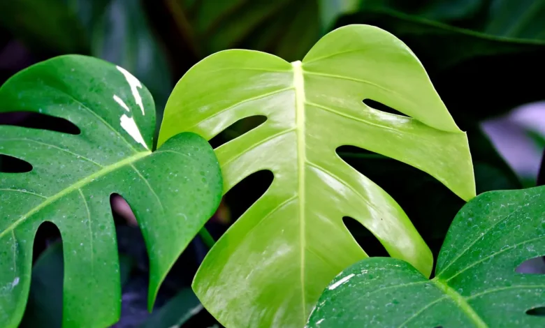 Folha da planta costela de Adão em destaque com tons vibrantes de verde
