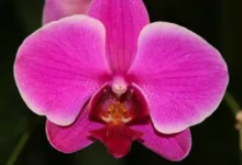 Orquídea Phalaenopsis rosa vibrante em local de cultivo adequado