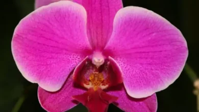 Orquídea Phalaenopsis rosa vibrante em local de cultivo adequado