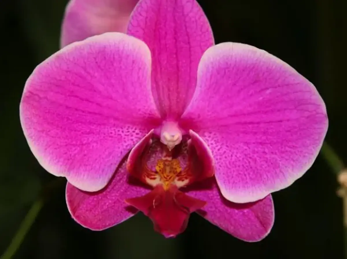Orquídea Phalaenopsis rosa vibrante em local de cultivo adequado