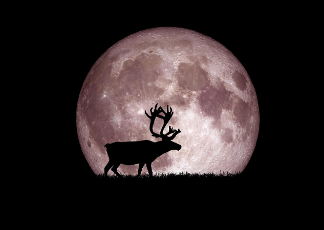  Silhueta de veado diante da Lua do Veado no céu escuro.