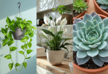 Plantas ornamentais para interiores: jiboia, lírio-da-paz e suculenta