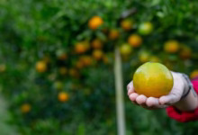 Agricultor segurando uma laranja colhida em pomar brasileiro