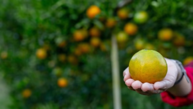 Agricultor segurando uma laranja colhida em pomar brasileiro