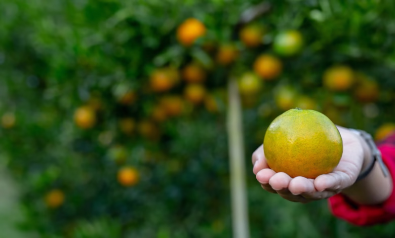 Agricultor segurando uma laranja colhida em pomar brasileiro