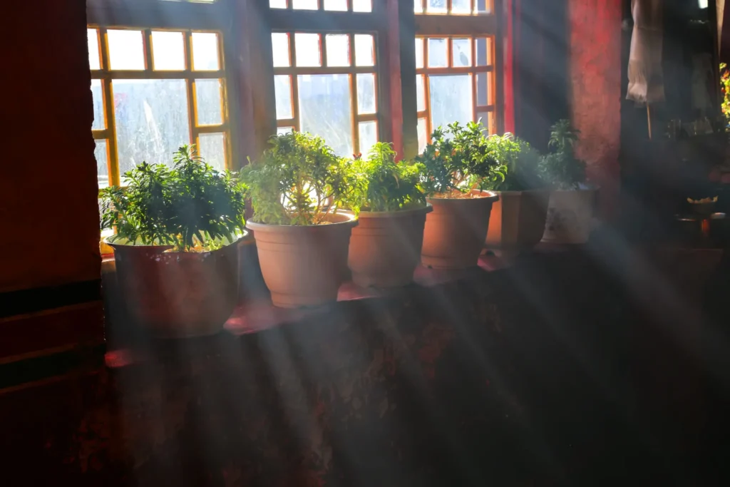 Plantas na janela aproveitando a luz solar direta Plantas em vasos na janela com luz solar direta, evidenciando o ambiente iluminado por raios de sol que entram pela janela.