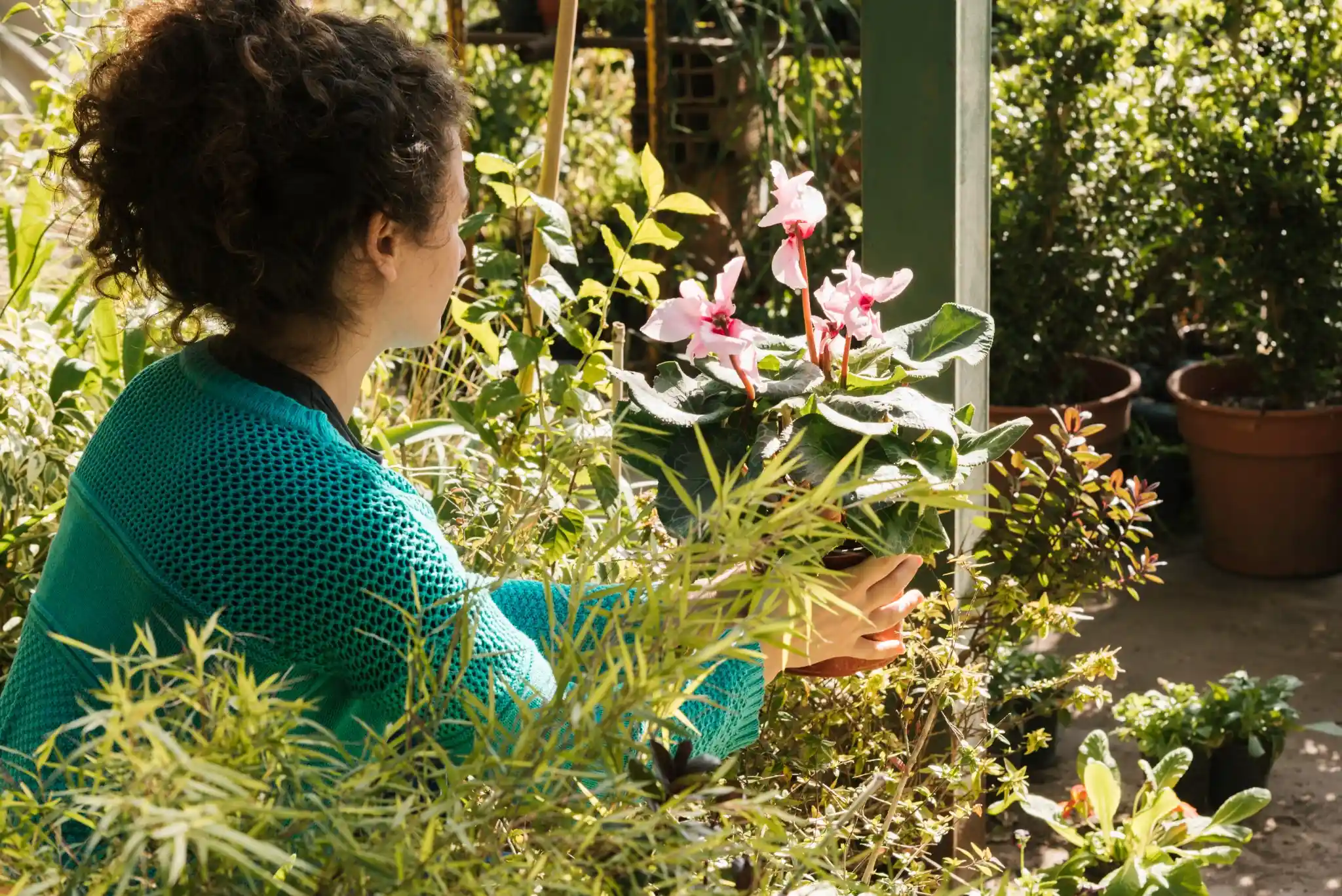 Mulher olhando e segurando uma planta com flores rosas em um ambiente de jardim iluminado pela luz do sol.