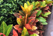 Planta de cróton com cores vibrantes, incluindo folhas vermelhas, amarelas e verdes, em um jardim bem cuidado