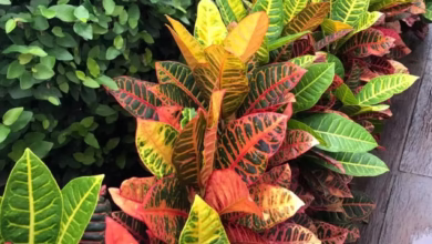 Planta de cróton com cores vibrantes, incluindo folhas vermelhas, amarelas e verdes, em um jardim bem cuidado