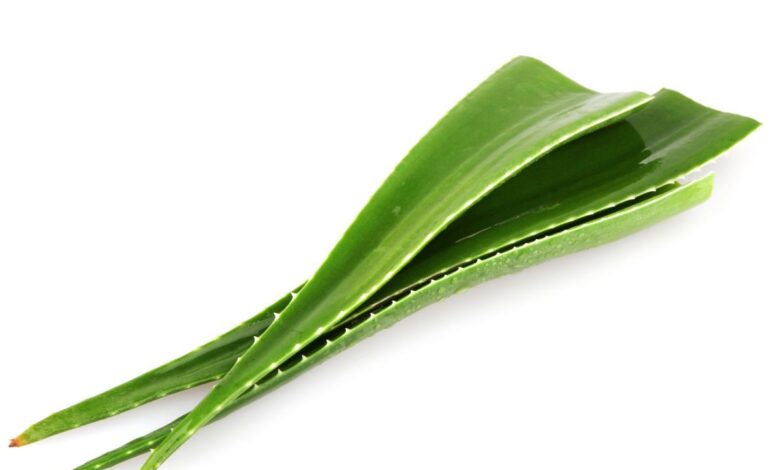 Folhas verdes de babosa (aloe vera) frescas e suculentas, empilhadas em um fundo branco, prontas para uso em receitas caseiras.