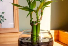 Imagem de um bambu da sorte em vaso redondo, com pedras decorativas, com foco nas folhas verdes brilhantes, simbolizando prosperidade e boa sorte.