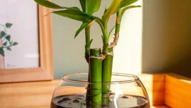 Imagem de um bambu da sorte em vaso redondo, com pedras decorativas, com foco nas folhas verdes brilhantes, simbolizando prosperidade e boa sorte.