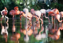 Flamingos equilibrados em uma perna na água, exemplo de resistência e adaptação natural