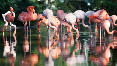 Flamingos equilibrados em uma perna na água, exemplo de resistência e adaptação natural