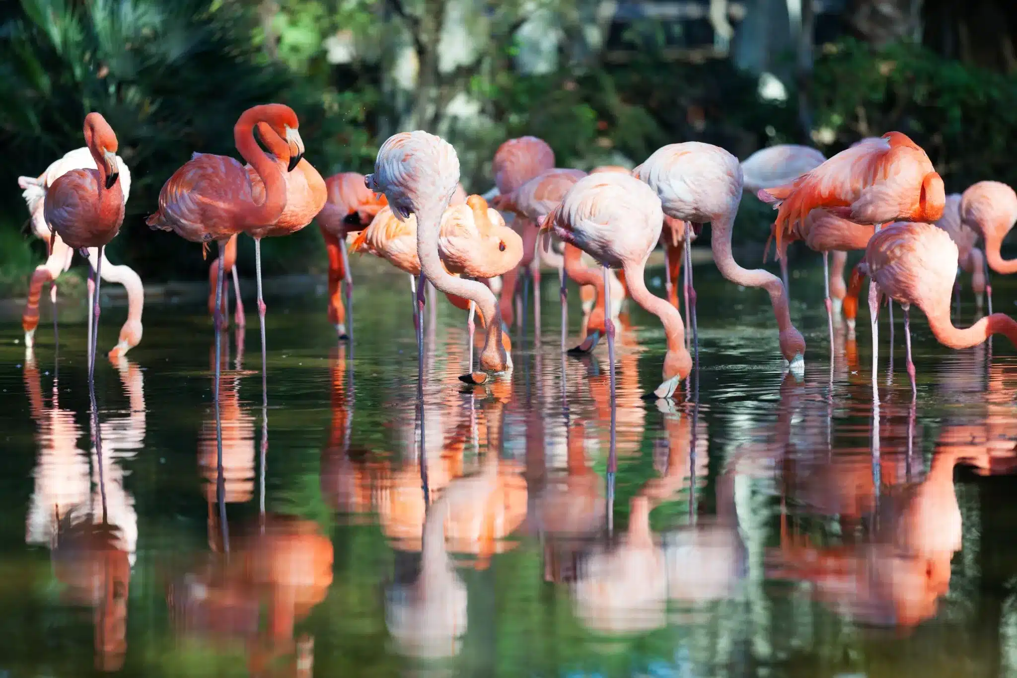 Flamingos equilibrados em uma perna na água, exemplo de resistência e adaptação natural