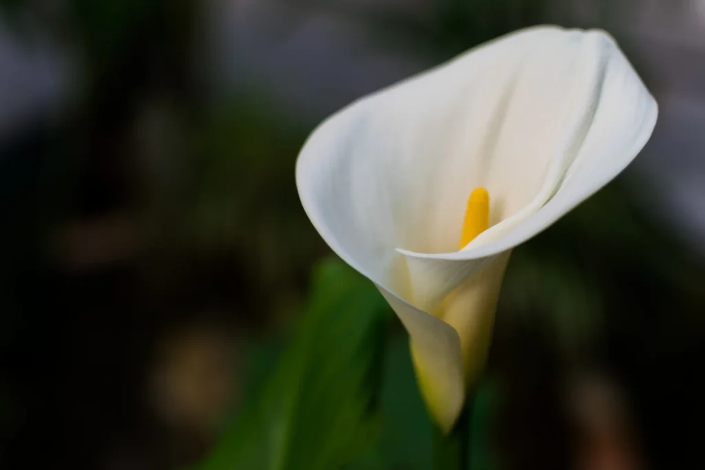 Imagem de um copo-de-leite, uma planta com flores brancas e uma espádice amarela, conhecida por seu oxalato de cálcio.