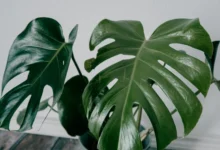 Planta Costela de Adão, uma das mais procuradas para a decoração de ambientes modernos em 2025.