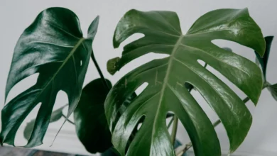 Planta Costela de Adão, uma das mais procuradas para a decoração de ambientes modernos em 2025.