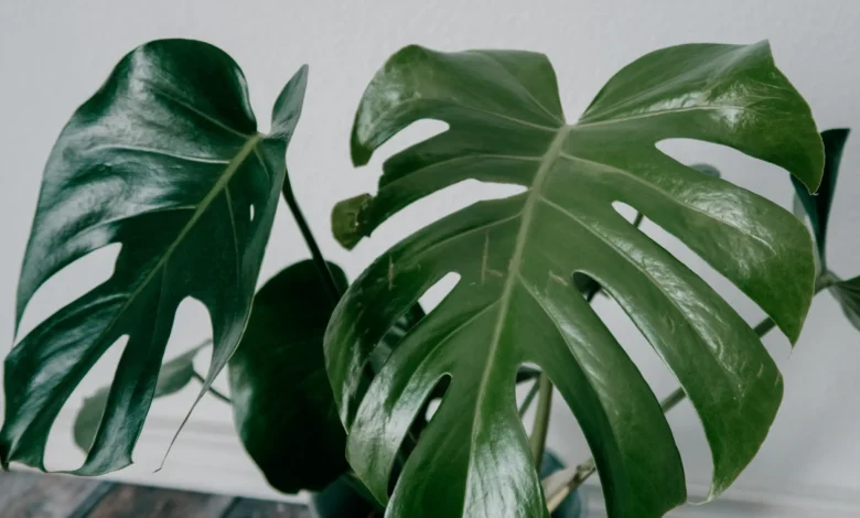 Planta Costela de Adão, uma das mais procuradas para a decoração de ambientes modernos em 2025.
