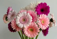 Flores coloridas de Gérbera em um vaso transparente, com tons de rosa e roxo, perfeitas para decorar na primavera.