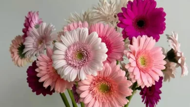 Flores coloridas de Gérbera em um vaso transparente, com tons de rosa e roxo, perfeitas para decorar na primavera.