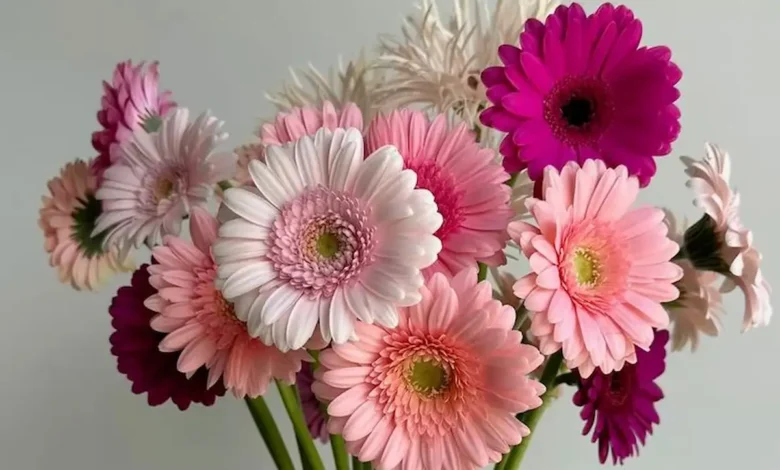 Flores coloridas de Gérbera em um vaso transparente, com tons de rosa e roxo, perfeitas para decorar na primavera.