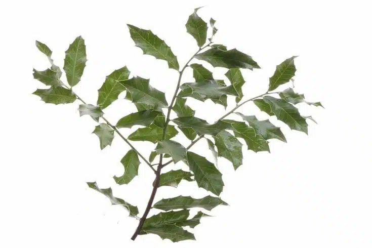 Maytenus ilicifolia Ramo de espinheira-santa com folhas verde-escuras e pontiagudas.