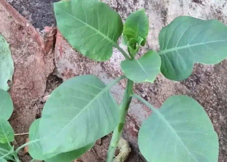 Falsa couve, planta venenosa, com folhas largas e brilhantes, que pode ser confundida com a verdadeira couve.