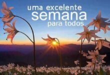 Campo de flores silvestres em primeiro plano, com o sol nascendo entre as montanhas e iluminando uma flor, transmitindo a mensagem de uma excelente semana.
