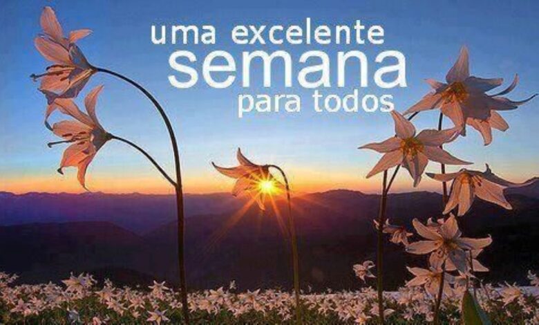 Campo de flores silvestres em primeiro plano, com o sol nascendo entre as montanhas e iluminando uma flor, transmitindo a mensagem de uma excelente semana.