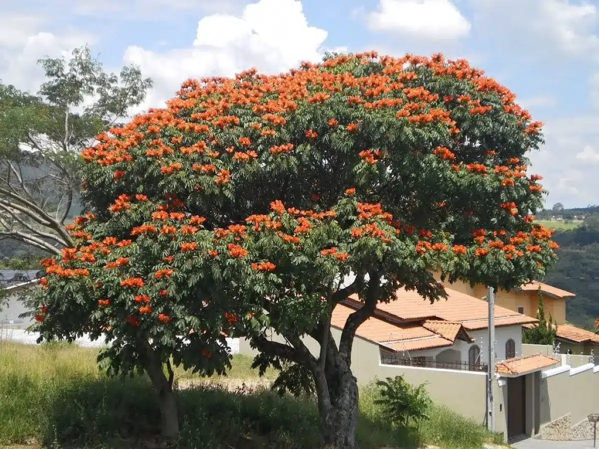 Árvore espatódea com flores alaranjadas em jardim urbano, originária da África.
