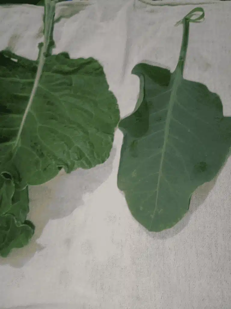 Folha de couve e falsa couve lado a lado Comparação entre folha de couve e folha de falsa couve, evidenciando as diferenças entre elas.